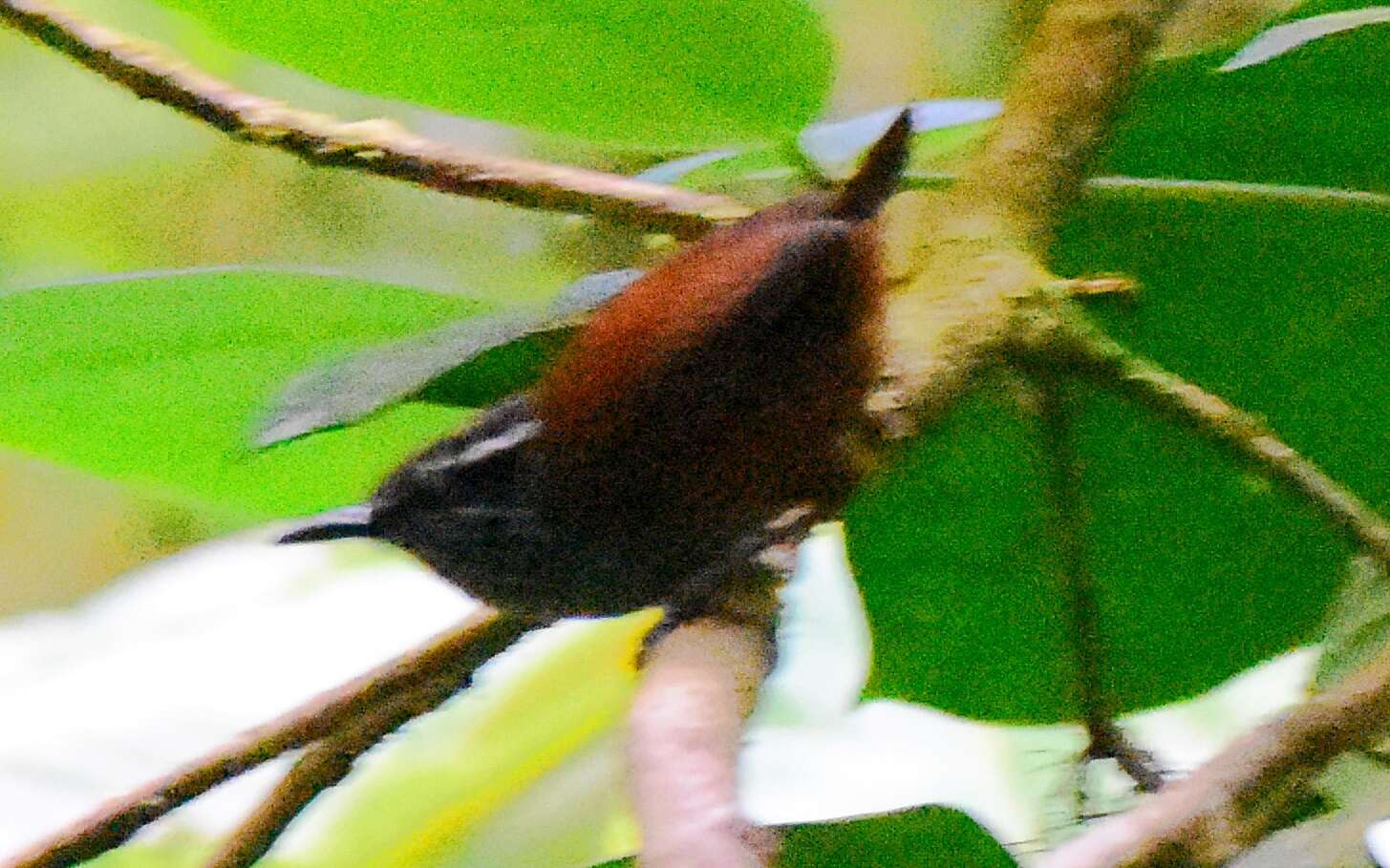 Image of Gray-breasted Wood-Wren