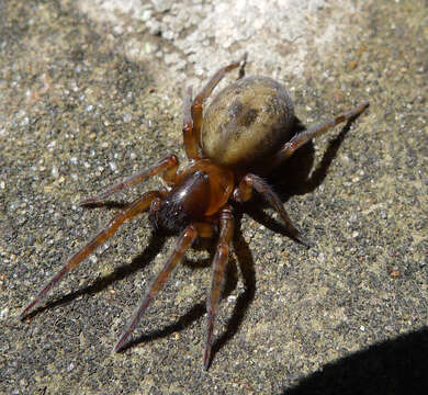 Image of Lace webbed spider