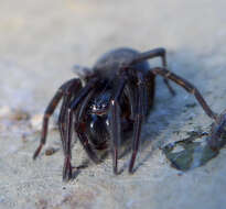 Image of Black lace-weaver