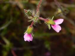 Image of Pelargonium hirtum (Burm. fil.) Jacq.