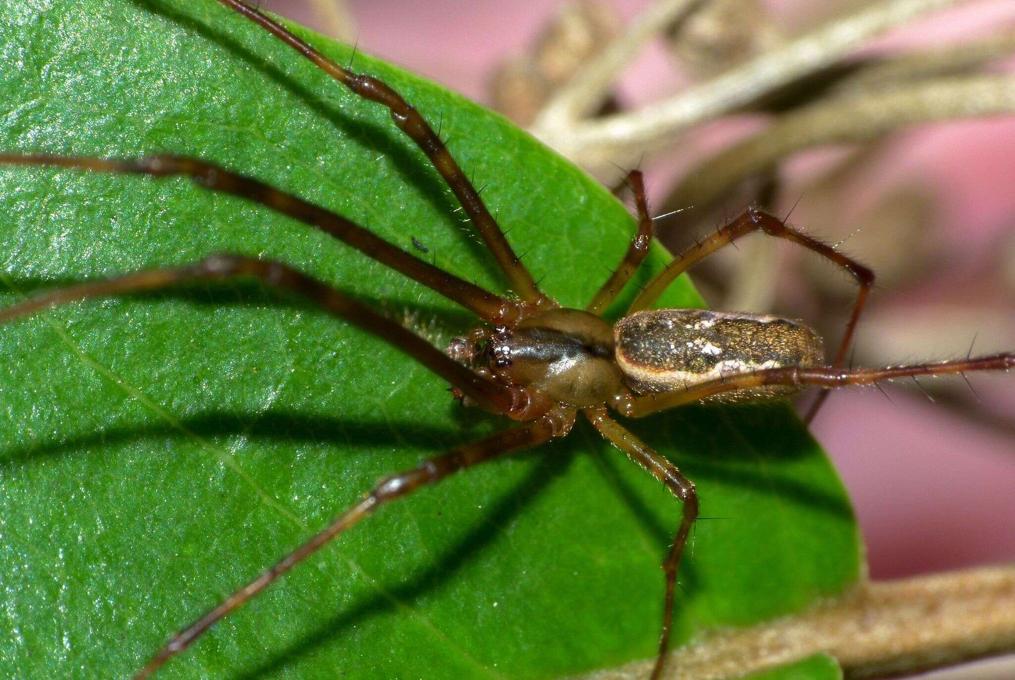 Image of Nanometa lagenifera (Urquhart 1888)