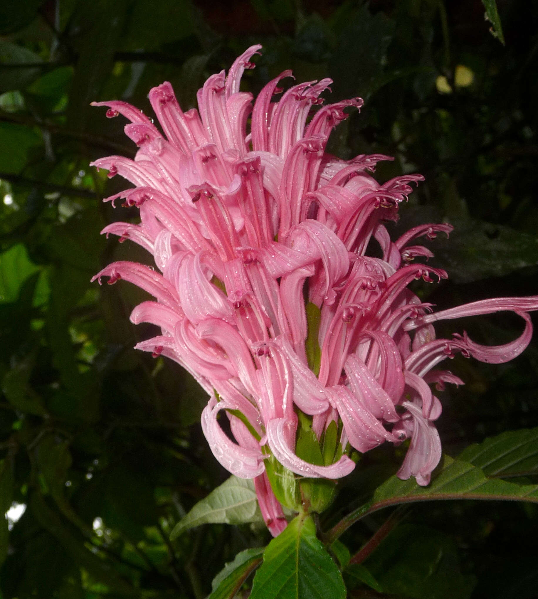 Image of Brazilian-plume