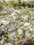 Image of Erigeron philadelphicus var. philadelphicus