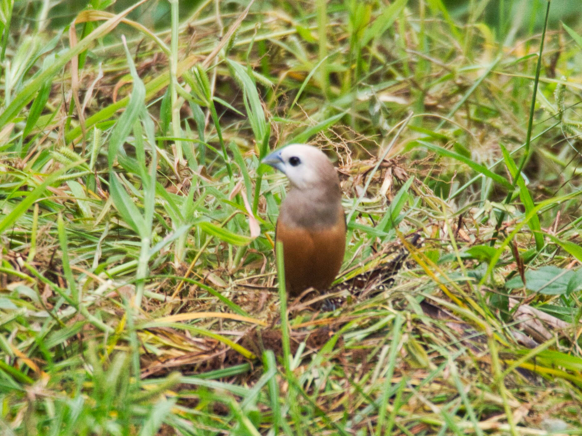 Image of Pale-headed Munia