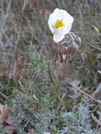 Sivun Helianthemum apenninum subsp. apenninum kuva