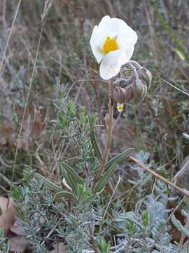 Image of Helianthemum apenninum subsp. apenninum