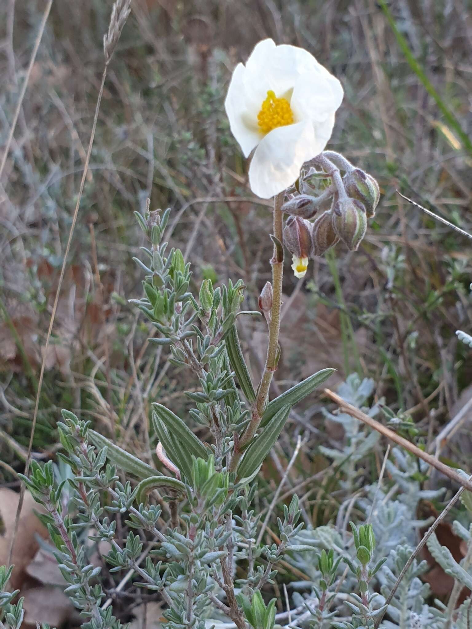 Sivun Helianthemum apenninum subsp. apenninum kuva