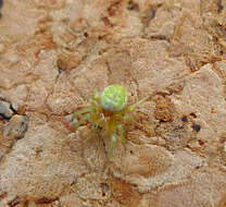 Image of Cucumber green spider