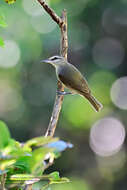 Слика од Vireo magister (Baird & SF 1871)