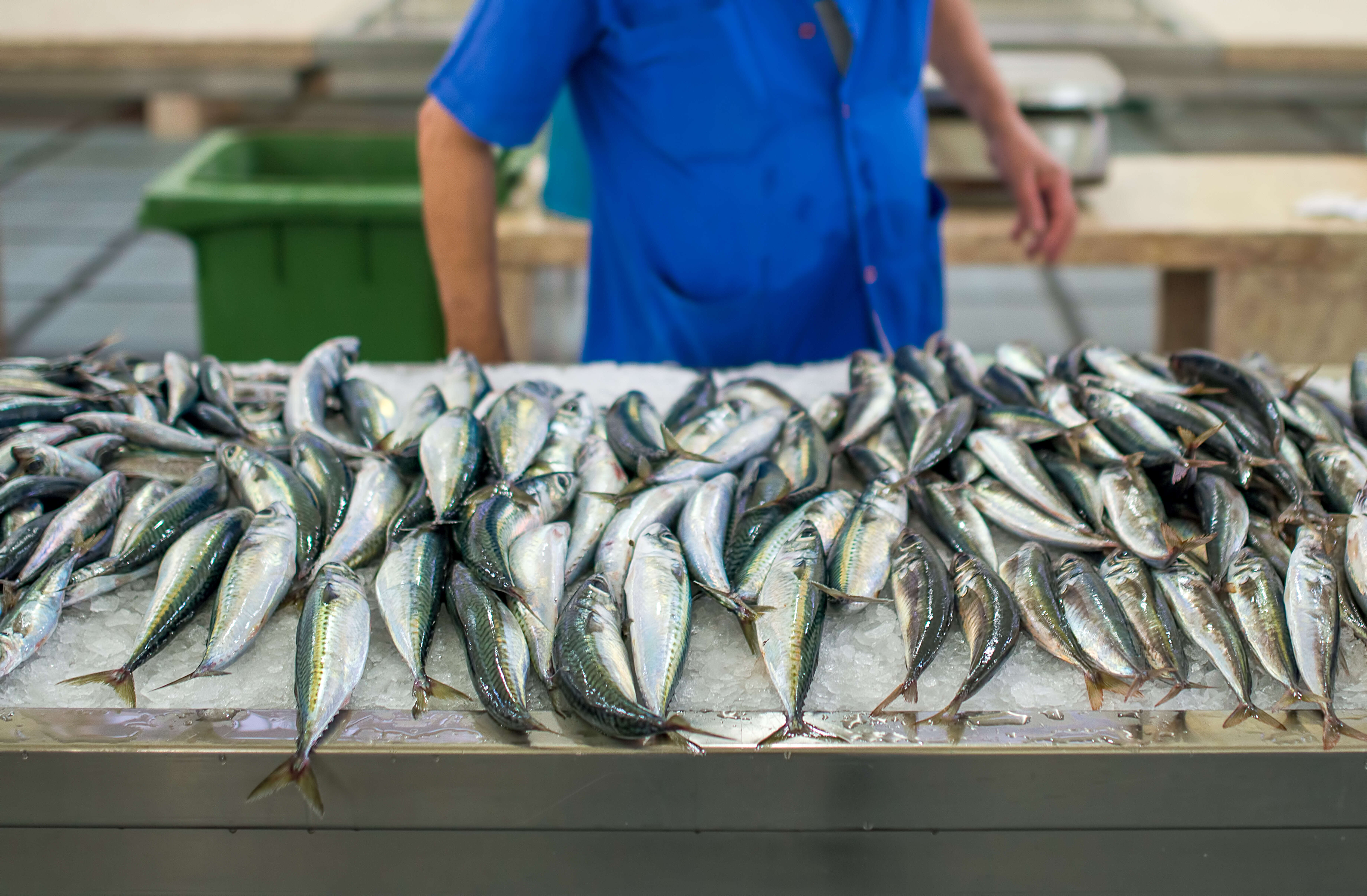 Image of Atlantic Mackerel