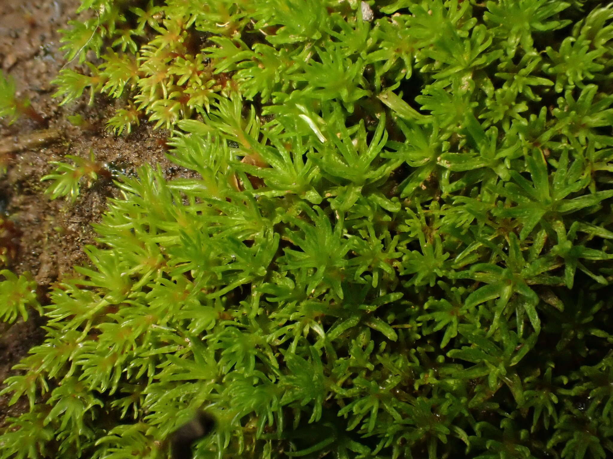 Image of oligotrichum moss