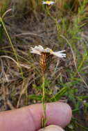 Image of Athrixia heterophylla subsp. heterophylla