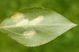 صورة Phyllonorycter populifoliella (Treitschke 1833)