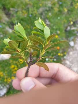 Image of Rhododendron × intermedium