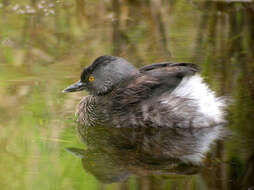 Image of grebes