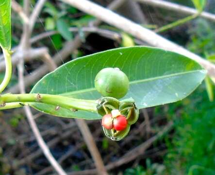 Image of Sapium lateriflorum Hemsl.