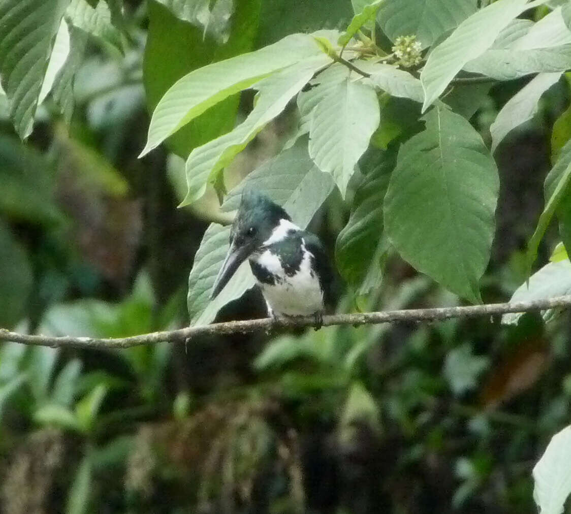 Image of Green-and-rufous Kingfisher