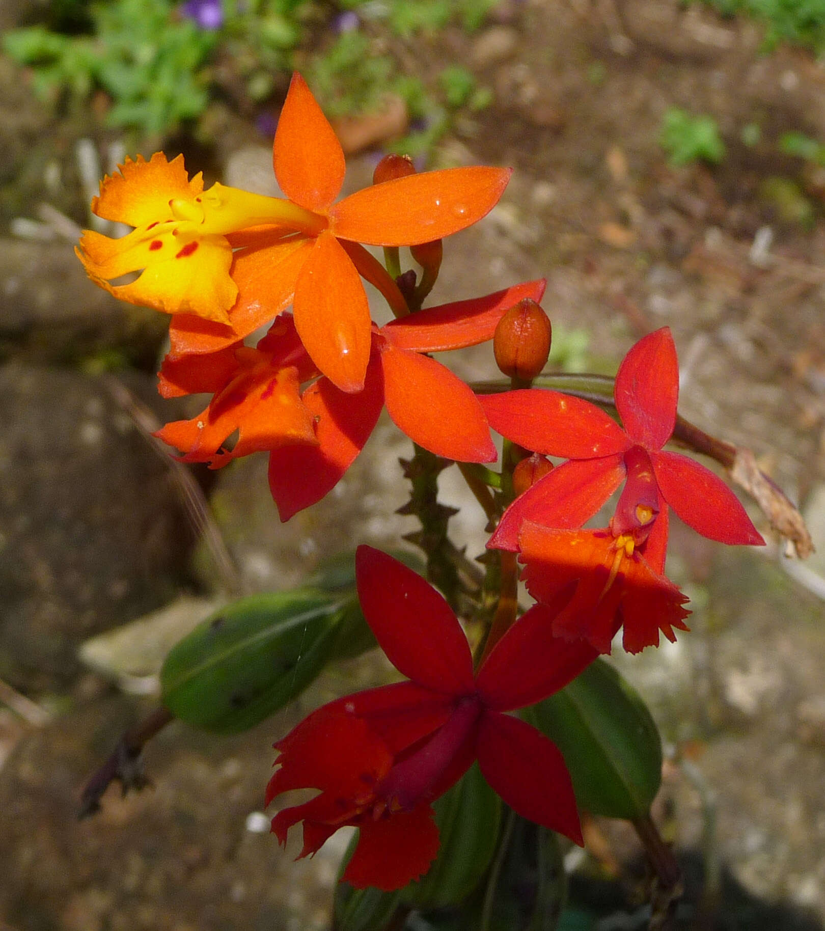 Plancia ëd Epidendrum radicans Pav. ex Lindl.