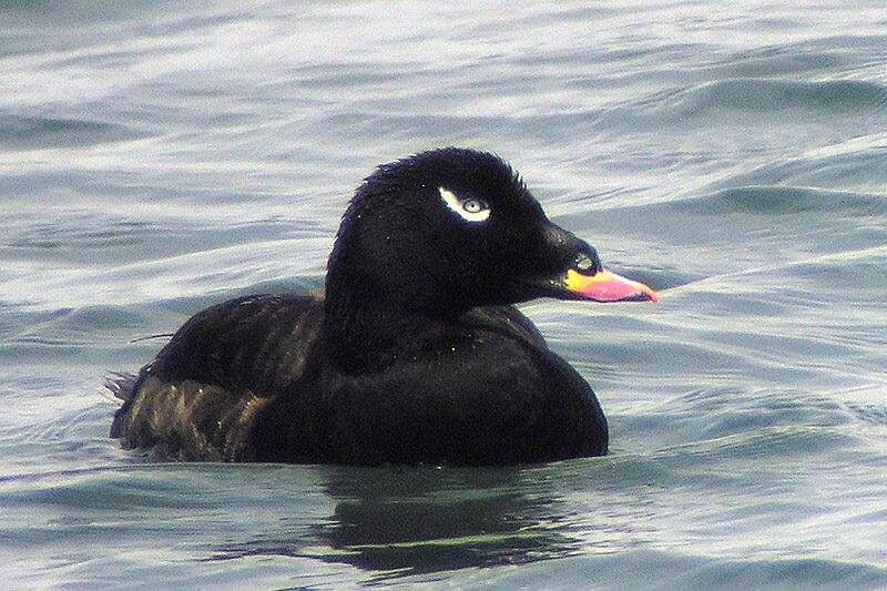 Image of White-winged Scoter