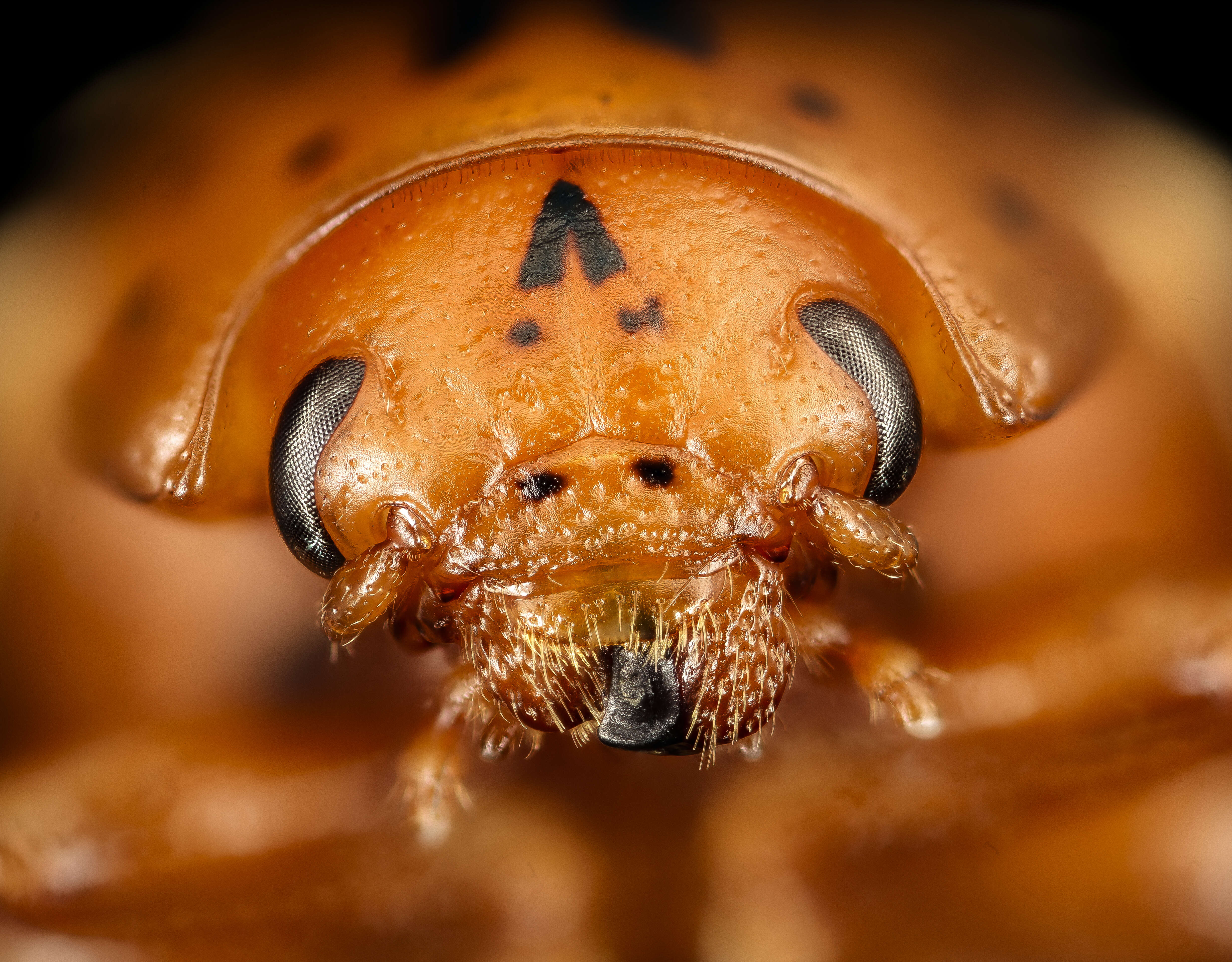 Image of False Potato Beetle