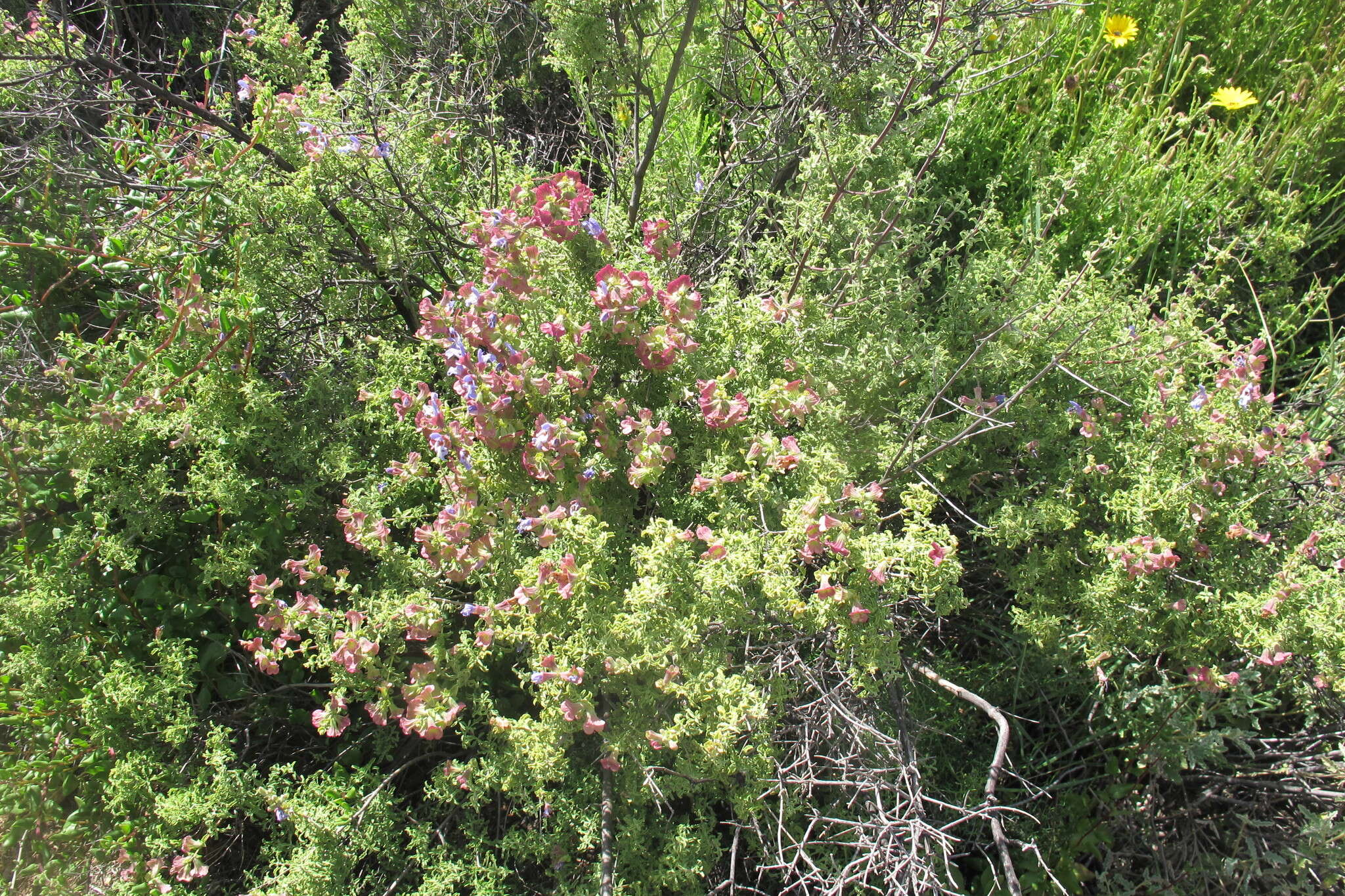 Imagem de Salvia dentata Aiton