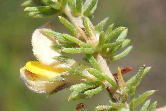 Слика од Aspalathus opaca subsp. opaca