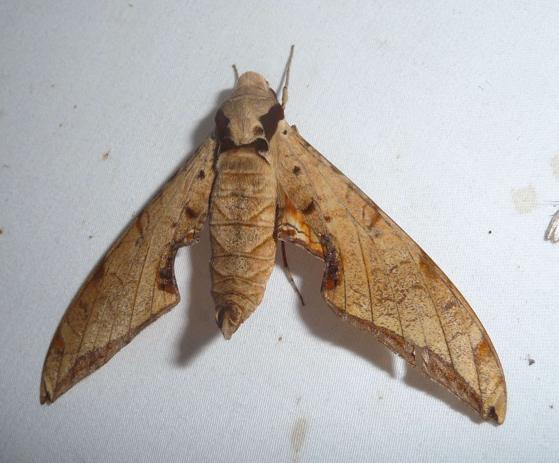 Image of Streaked Sphinx