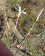 Image of Dianthus mooiensis subsp. kirkii (Burtt Davy) Hooper