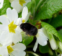 Image of Anthophora plumipes (Pallas 1772)