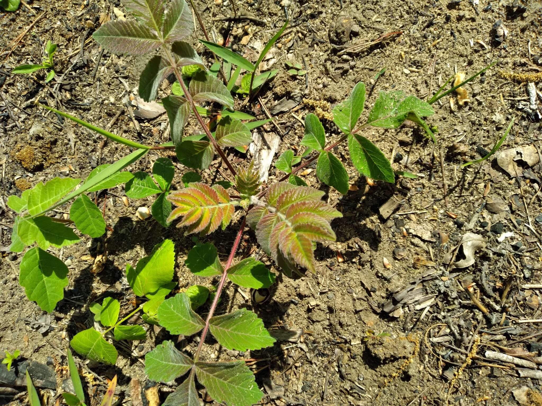 Image of Michaux's sumac