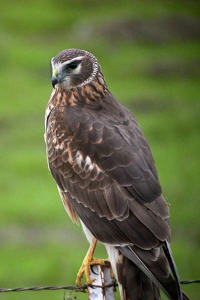 Image of Northern Harrier