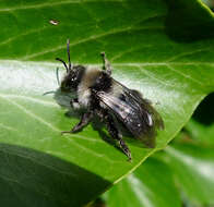 Image of Ashy Mining Bee