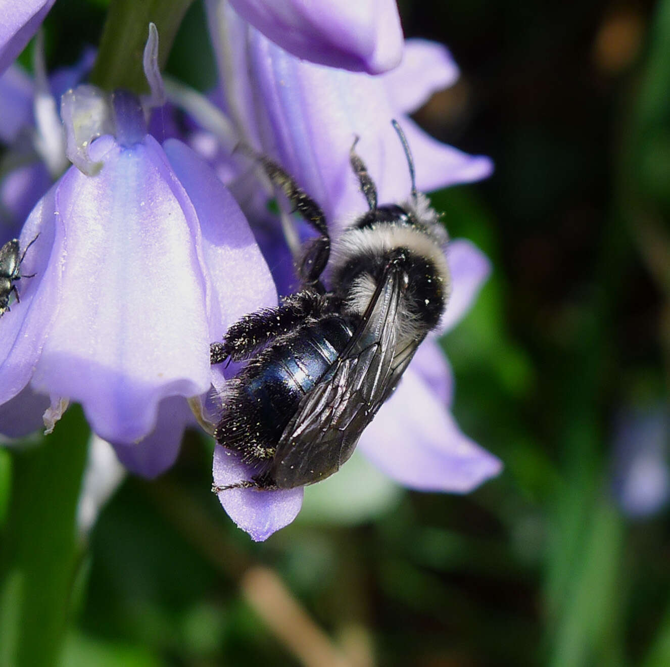 Image de Andrena cineraria (Linnaeus 1758)