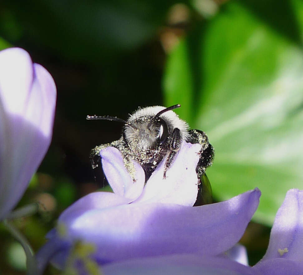 Image de Andrena cineraria (Linnaeus 1758)