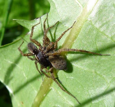 Image of wolf spiders