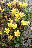 Sivun Saxifraga serpyllifolia Pursh kuva