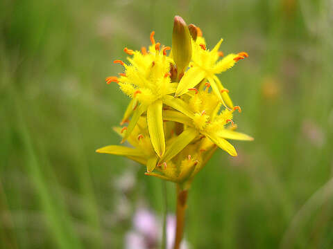 Image of Bog asphodel