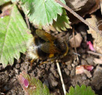 Image of Small garden bumblebee