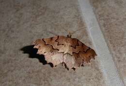 Image of zigzag fern looper