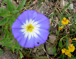 Image of Dwarf Morning Glory