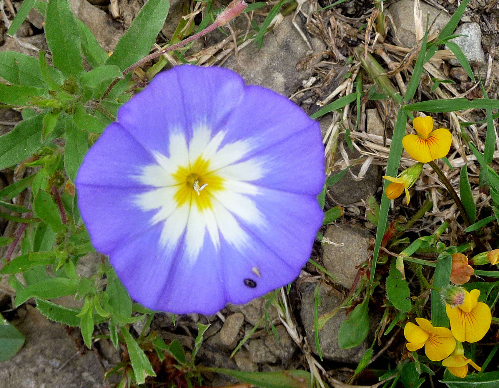 Image of Dwarf Morning Glory