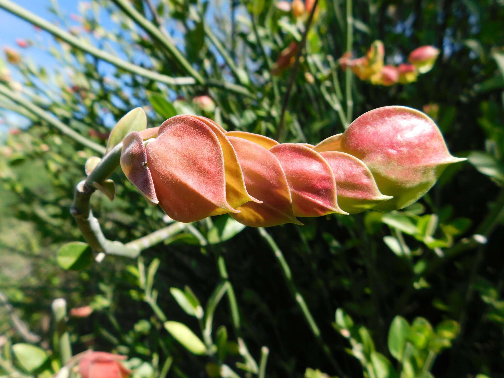 Sivun Euphorbia bracteata Jacq. kuva