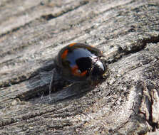 Image of Pine Lady Beetle