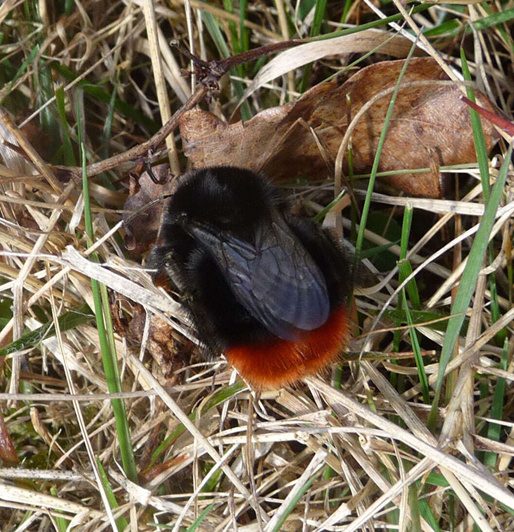 Image of Red tailed bumblebee