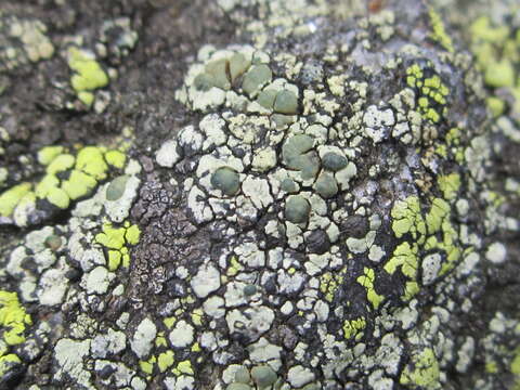 Lecanora intricata (Ach.) Ach.的圖片