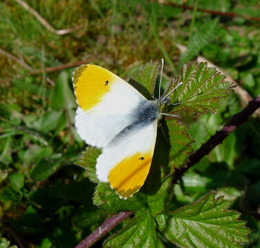 Image of orange tip