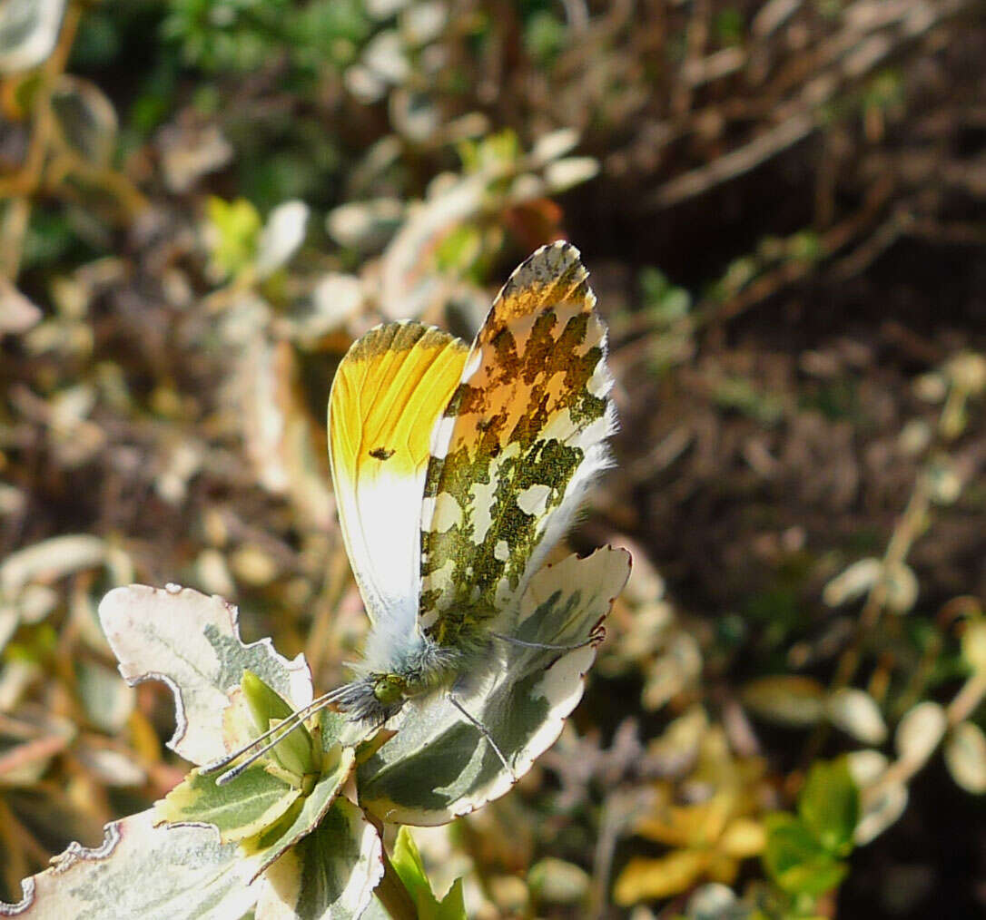 Image of orange tip