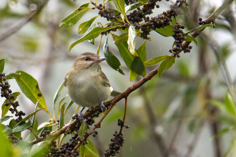 Image of Black-whiskered Vireo