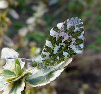 Image of orange tip