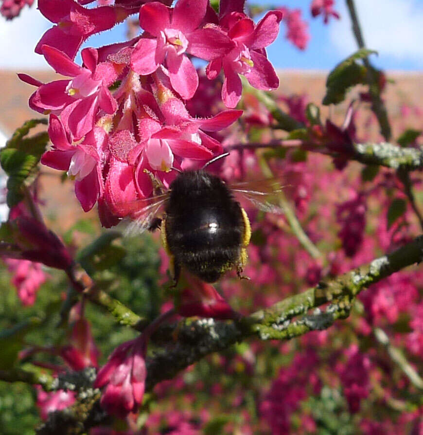 Image of Anthophora plumipes (Pallas 1772)